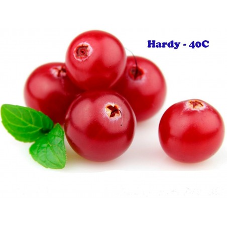 Price: €2.45 - Bearberry, Kinnikinnick, Bear-Grape Seeds (Arctostaphylos uva-ursi) -