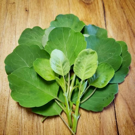 Price: €2.25 - Papalo - Bolivianischer Koriander Samen (Porophyllum ruderale) - Unbranded