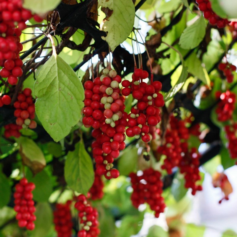 Price: €1.85 - Graines de Baies aux 5 saveurs (Schisandra chinensis) - 