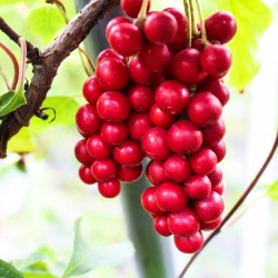 Semillas de Fruta De Los Cinco Sabores (Schisandra Chinensis) 1.85 - 1