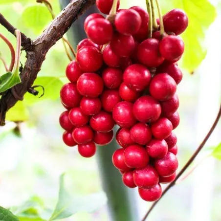 Sementes de Cereja Dos 5 Sabores (Schisandra chinensis)