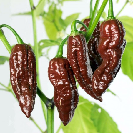 Price: €2.5 - Σπόροι τσίλι "Fatalii σοκολάτα" - Seeds Gallery