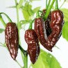 Price: €2.5 - Σπόροι τσίλι "Fatalii σοκολάτα" - Seeds Gallery