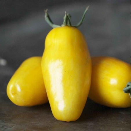 Price: €1.85 - Semi di pomodoro Gambe Di Banana (Banana Legs) - Seeds Gallery