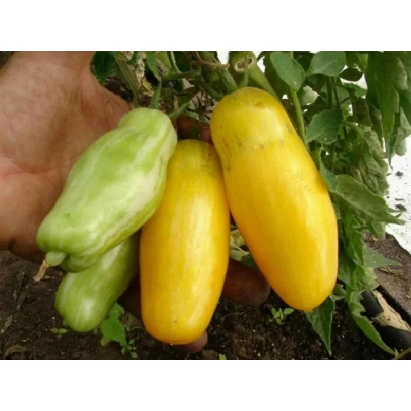 Tomatfrön Banana Legs