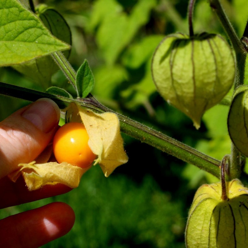 Graines Coqueret du Pérou (Physalis peruviana)