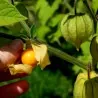 Semena mochyně peruánské (Physalis peruviana)