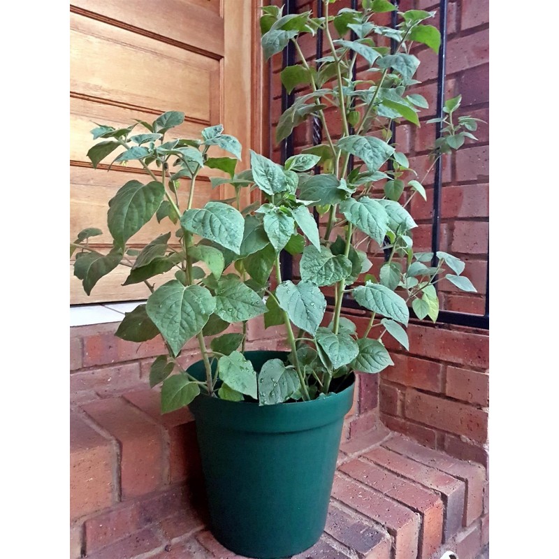 Price: €1.75 - Semillas Uchuva, Aguaymanto, Uvilla (Physalis peruviana) - 