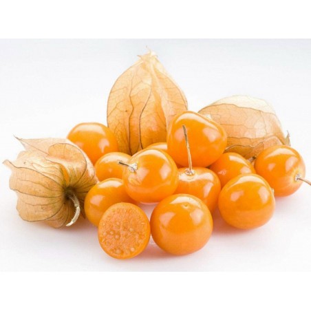 Price: €1.75 - Semi di Alchechengio Peruviano, Uciuva - 