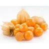 Semena mochyně peruánské (Physalis peruviana)