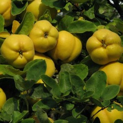 Chinese Quince Seeds (Chaenomeles sinensis) 1.45 - 2