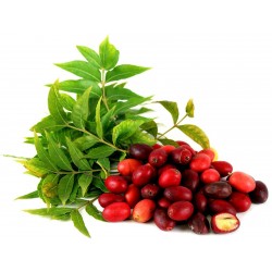 Price: €3.95 - Graines de PRUNE CAFRE (Harpephyllum caffrum) - 