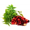 Kaffir Plum - South African Plum Seeds (Harpephyllum caffrum) | 3,95 €