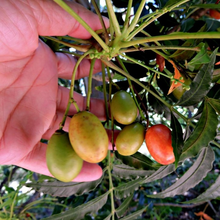 Kaffir Plum - South African Plum Seeds (Harpephyllum caffrum) - 3.555