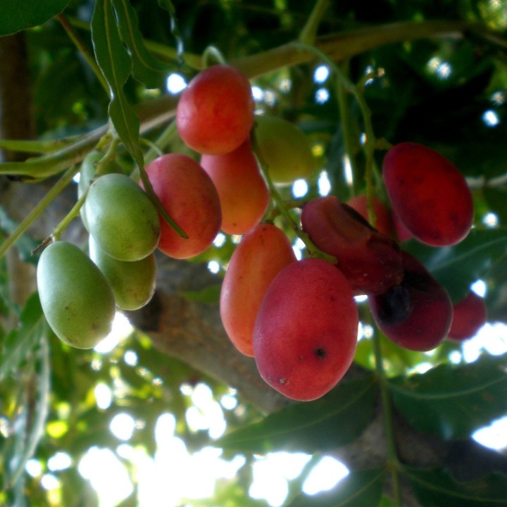 Kaffir Plum - South African Plum Seeds (Harpephyllum caffrum) - 3.555
