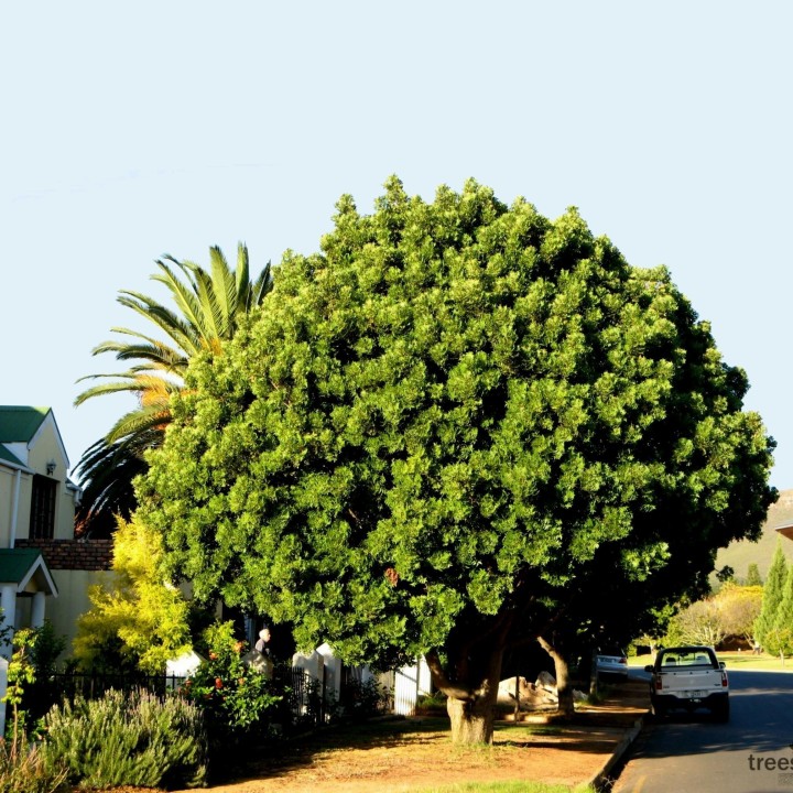 Kaffir Plum - South African Plum Seeds (Harpephyllum caffrum) - 3.555