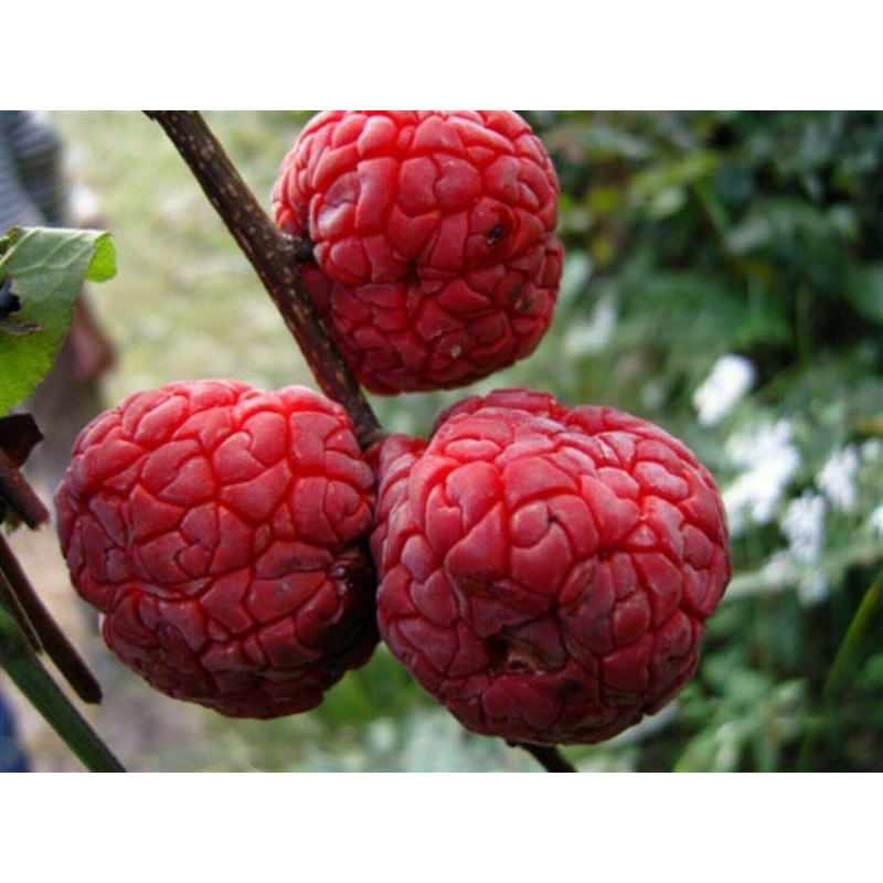 Price: €2.95 - Sementes De Chinês Amora vermelha - Che Chinês (Maclura tricuspidata) - 