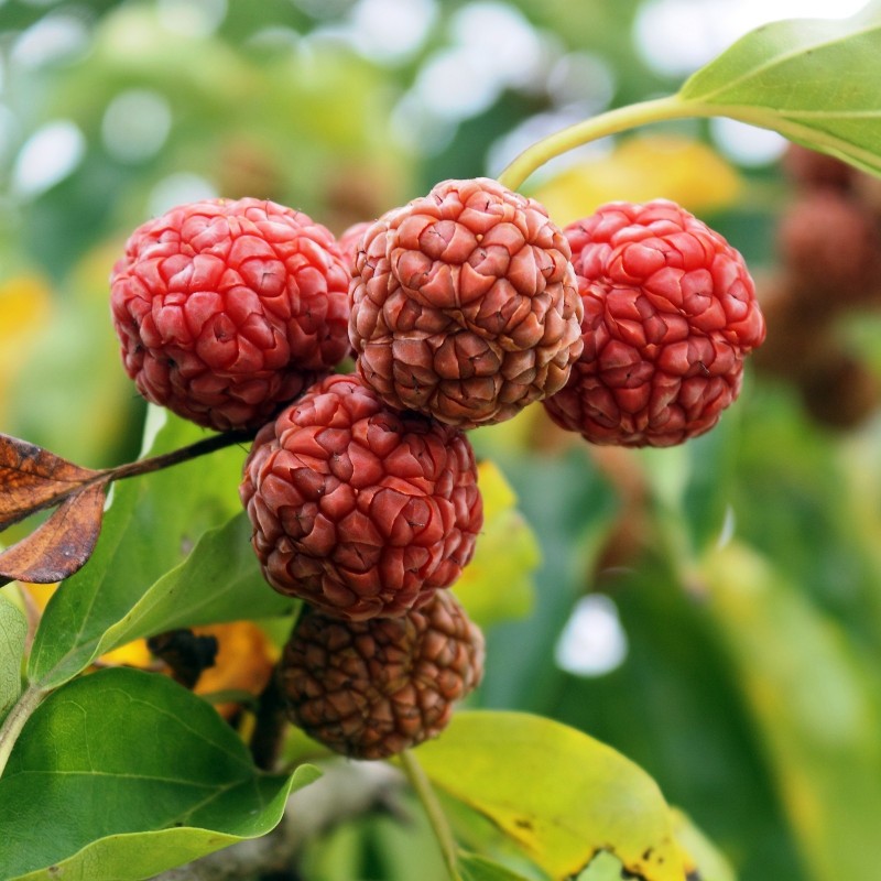Price: €2.95 - Sementes De Chinês Amora vermelha - Che Chinês (Maclura tricuspidata) - 
