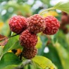 Price: €2.95 - Sementes De Chinês Amora vermelha - Che Chinês (Maclura tricuspidata) - 