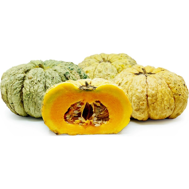 Prescott Fond Blanc dinja seme