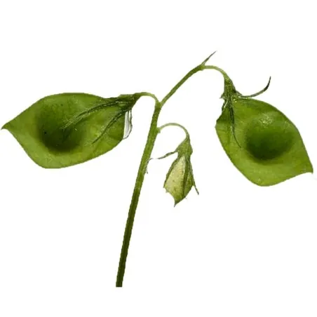 Sementes de Lentilha planta (Lens culinaris)
