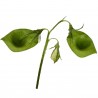 Price: €1.85 - Socivo ili Leca Seme (Lens culinaris) - 