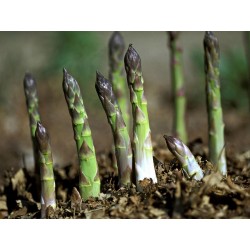 Graines d'asperge - Asparagus officinalis 1.65 - 3