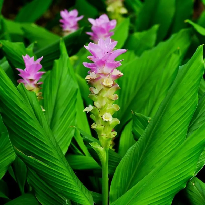 Turmeric Live Rhizomes (Curcuma longa)