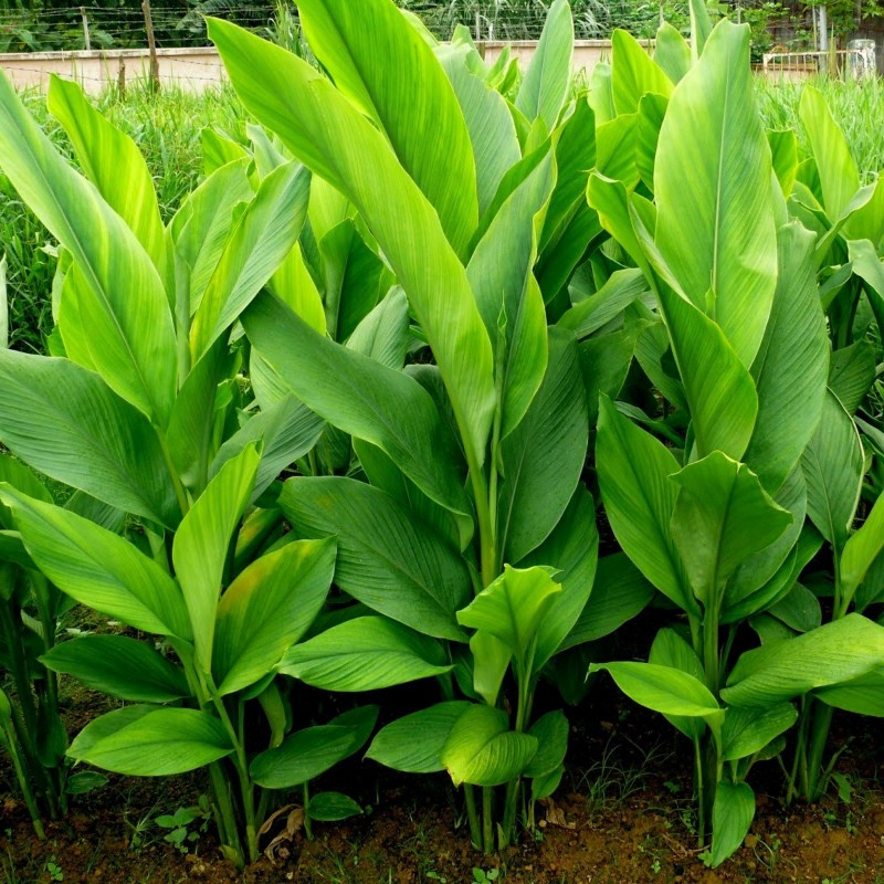 Turmeric Live Rhizomes (Curcuma longa) | 7,95 €