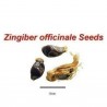 Ingwer Samen (Zingiber officinale) | 8,55 €