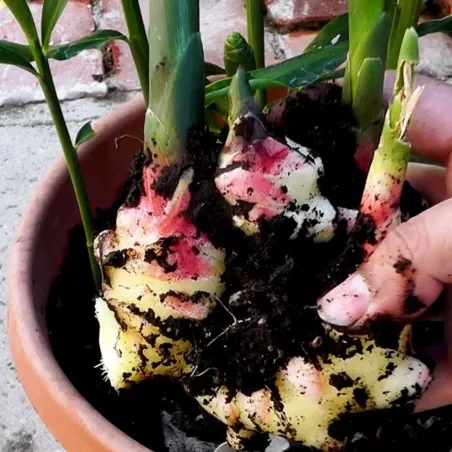 Ginger Tubers - Rhizomes (Zingiber officinale)