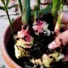 Ginger Tubers - Rhizomes (Zingiber officinale)