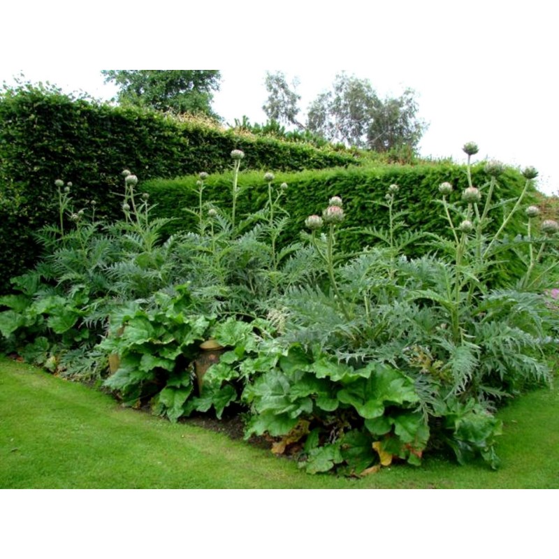 Price: €1.65 - Cardoon artichoke seeds Gigante di romagna (Cynara cardunculus) - 