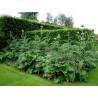 Price: €1.65 - Cardoon artichoke seeds Gigante di romagna (Cynara cardunculus) - 