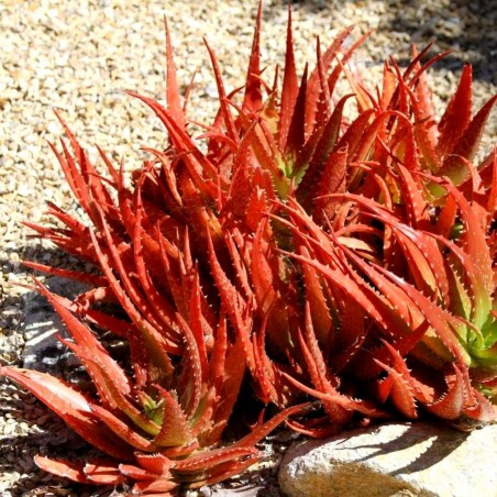 Price: €4 - RED ALOE Seeds (Aloe Cameronii) -