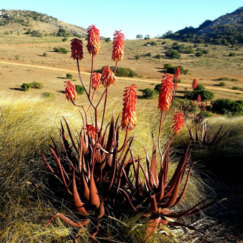 Price: €4 - RED ALOE Seeds (Aloe Cameronii) - 