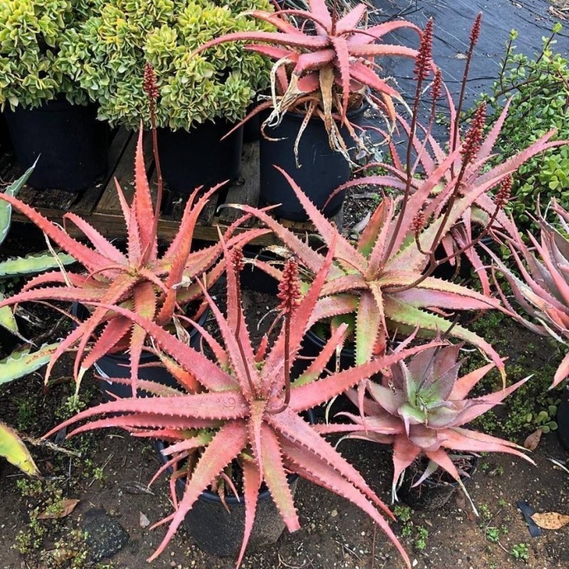 Price: €4 - RED ALOE Seeds (Aloe Cameronii) - 