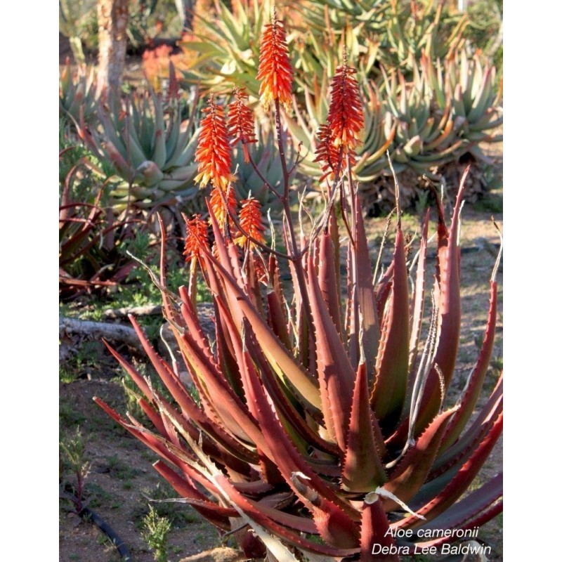 Price: €4 - RED ALOE Seeds (Aloe Cameronii) - 