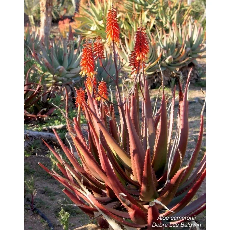 Semi di Aloe rosso (Aloe cameronii)
