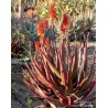 Price: €4 - RED ALOE Seeds (Aloe Cameronii) - 