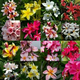 Plumeria Seeds "Ornamental mix" - 11.655