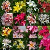 Plumeria "Ornamental mix"  Samen