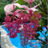 Price: €4.5 - Semi di Uva Rosa (Medinilla magnifica) - 