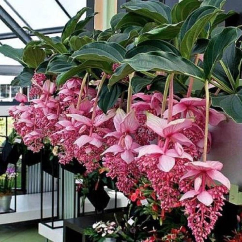 Price: €4.5 - Rosenskärm Frön (Medinilla magnifica) - 