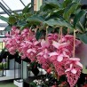 Price: €4.5 - Medinila Seme (Medinilla magnifica) - 