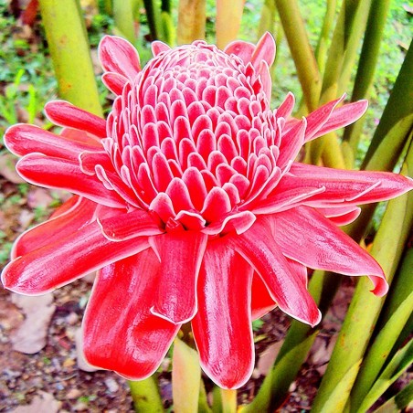 Price: €1.55 - Essbar - Fackel-Ingwer Samen (Etlingera elatior) -