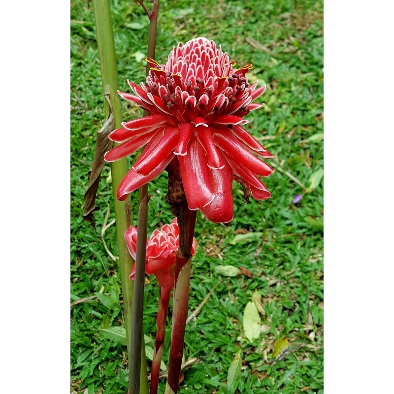 Price: €1.55 - Essbar - Fackel-Ingwer Samen (Etlingera elatior) - 