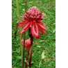 Price: €1.55 - Jestivi Bakarni Đumbir Seme (Etlingera elatior) - 