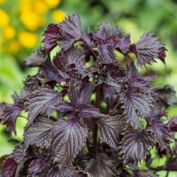 Rote Krause Perilla Samen, Shiso (Perilla frutescens, var.crispa) 1.55 - 1