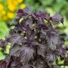 Semi di Perilla - Shiso (Perilla frutescens, var.crispa)